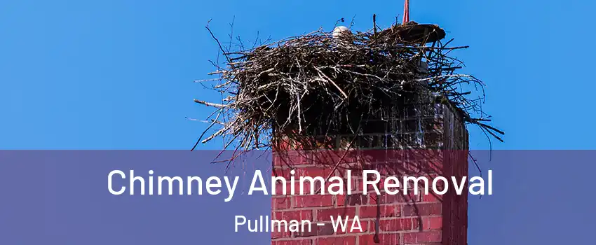 Chimney Animal Removal Pullman - WA