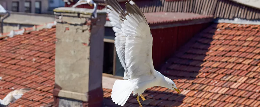Residential Chimney Animal Removal Solution in Pullman, WA