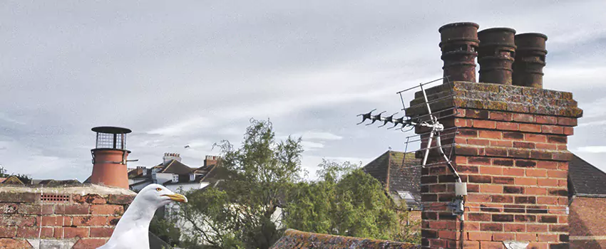 Chimney Cleaning And Restoration in Pullman, Washington